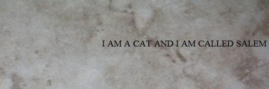 aCatCalledSalem's profile banner image