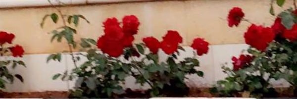 RAlmayassah's profile banner image