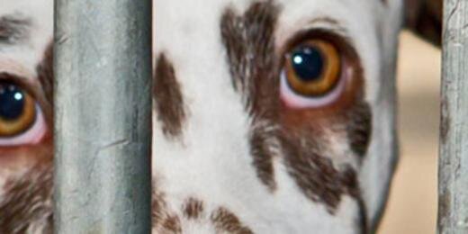 deDierenstee's profile banner image