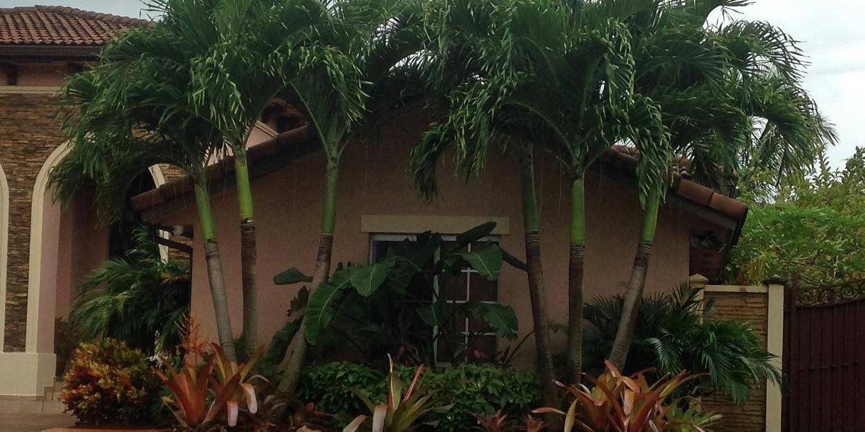PlantPerfectio's profile banner image
