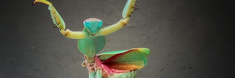 almightymantis's profile banner image