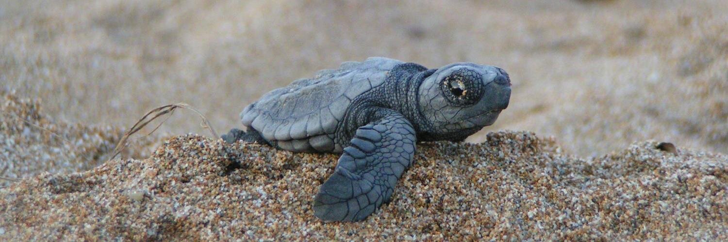 Tommy Parnell banner