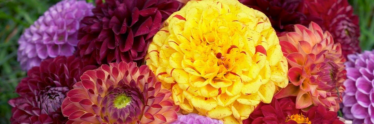 verpavil84's profile banner image