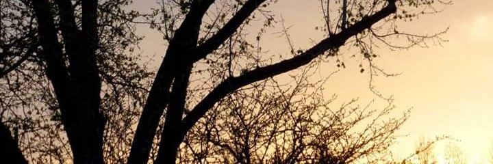 laynethezombie7's profile banner image