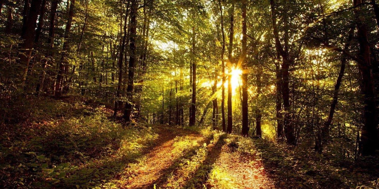 Patrice Salmeri banner