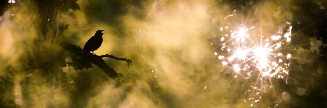 O__Neto's profile banner image