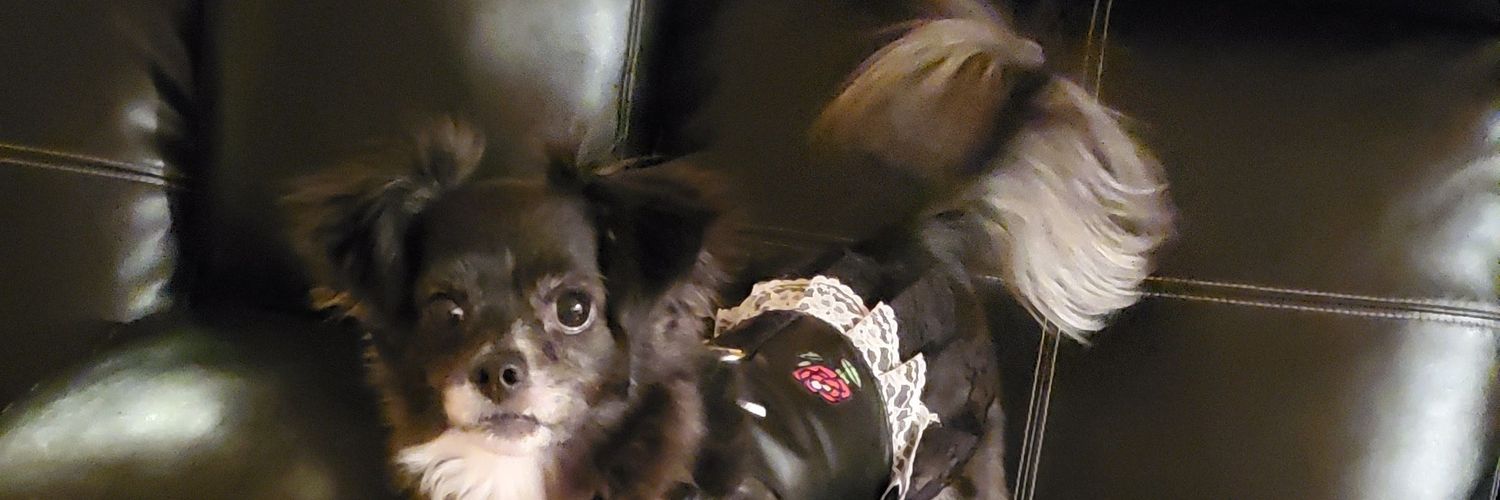 Toren the Avocado 🥑 banner