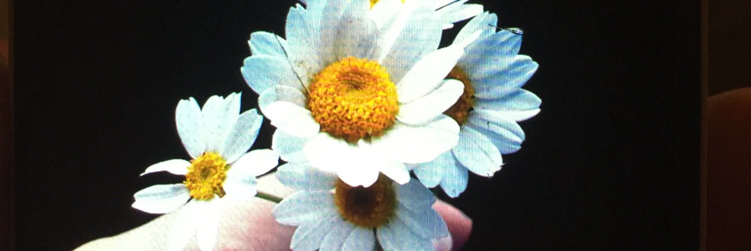 aylinkipcak's profile banner image