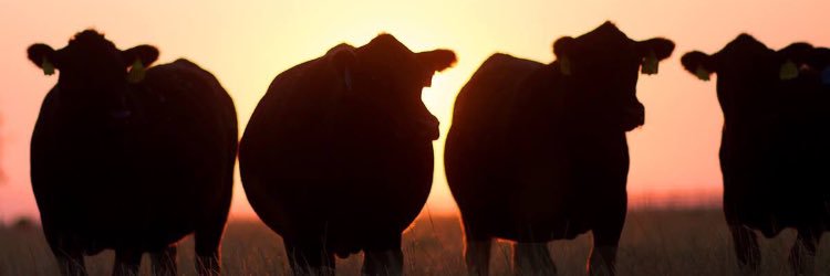 StockShowFlow's profile banner image