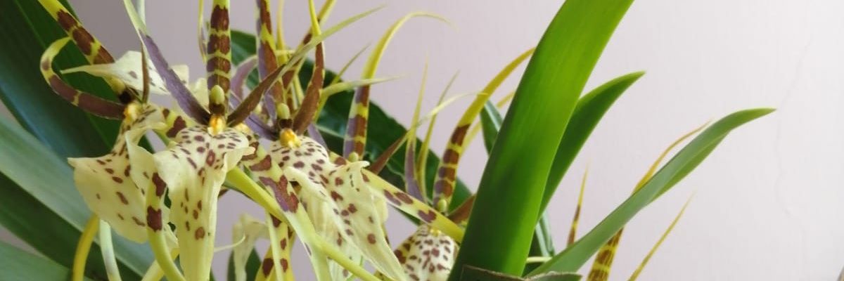 galata_mf's profile banner image