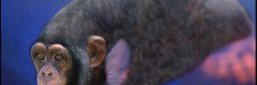 SeaMonkey001's profile banner image