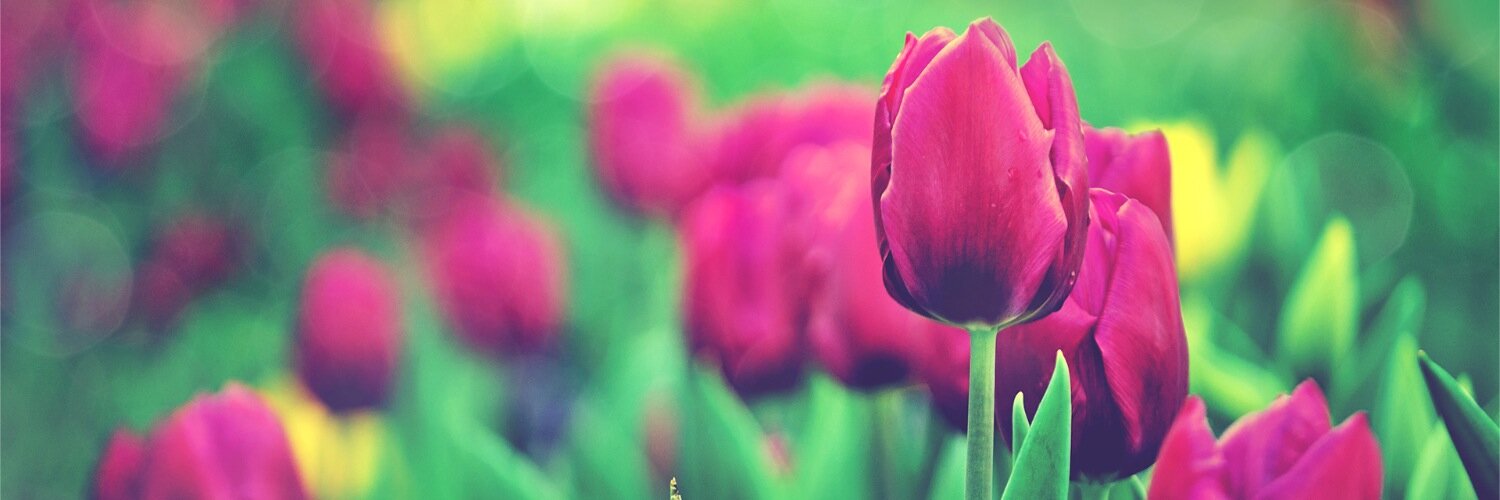 isNicolle's profile banner image
