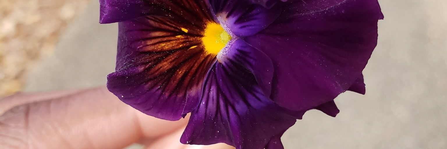 HillaryBanks👑 banner