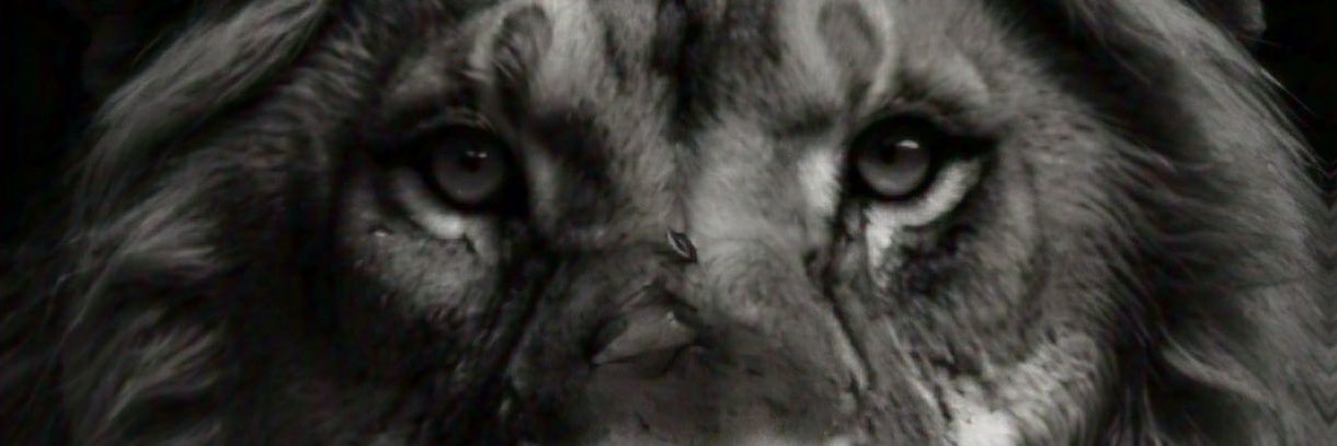 cleifeison's profile banner image