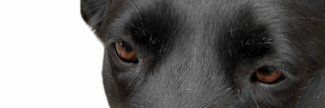 Meloarney's profile banner image