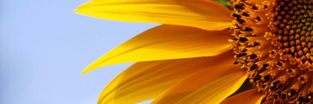 Evry1_Loves_Sam's profile banner image