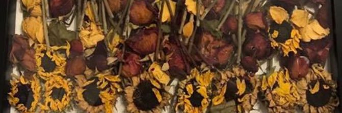 steph__forest's profile banner image