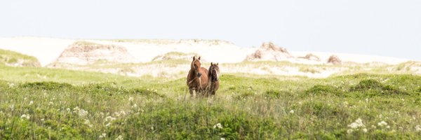 Sable Island Horse Project Profile Banner