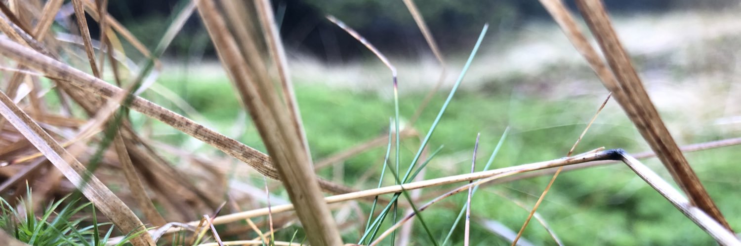 Robert Weigand banner