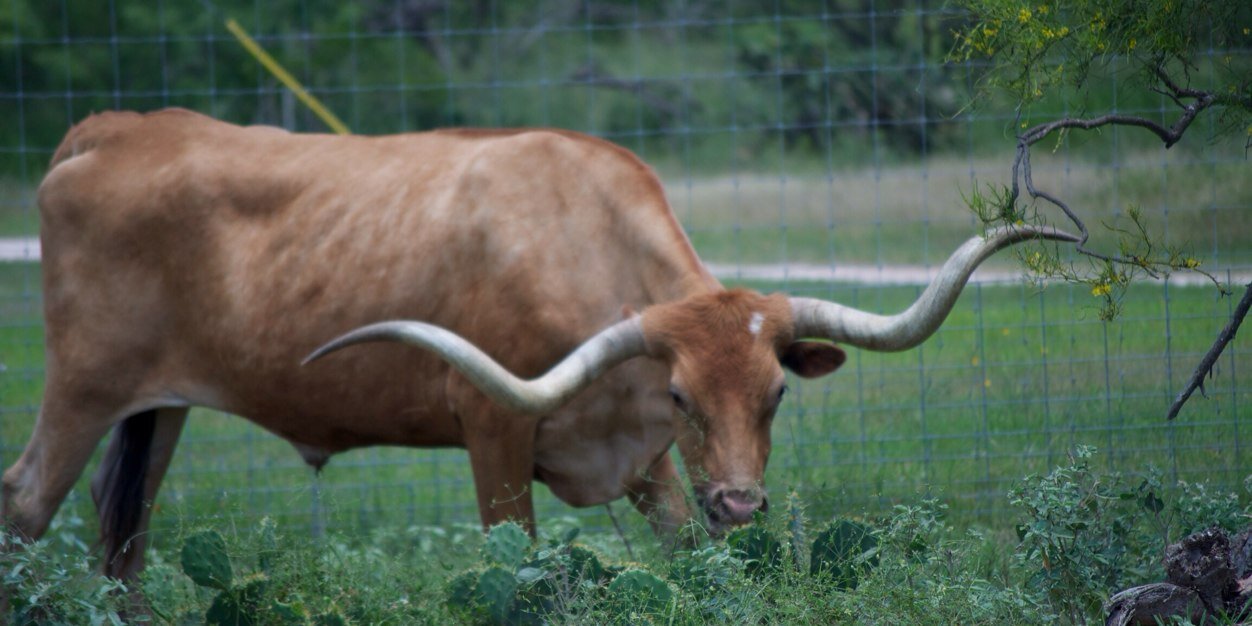 TexasPictures's profile banner image