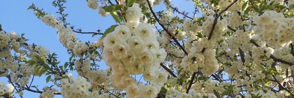 JolaneyM Profile Banner