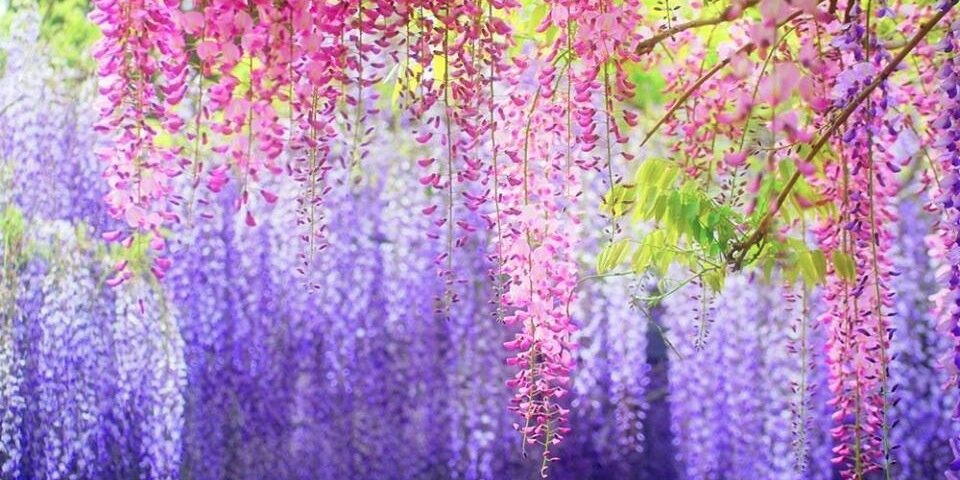 Espacio Pandora banner