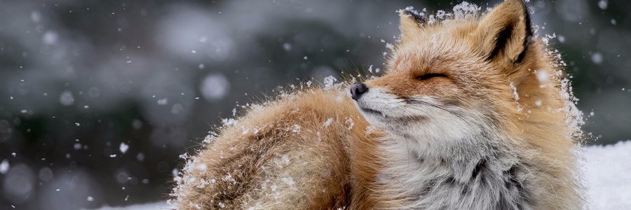 CocoSpecialK's profile banner image