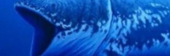 shierurus's profile banner image