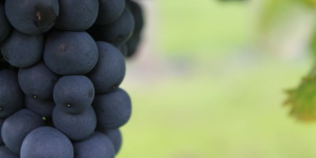 Llaethliw Vineyard banner