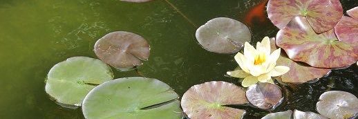 *ଘ(੭*ˊᵕˋ)੭* ੈ✩‧₊˚ᵒᵏᵎᵎᵎᵎ banner