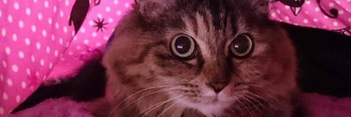 choco05200126's profile banner image