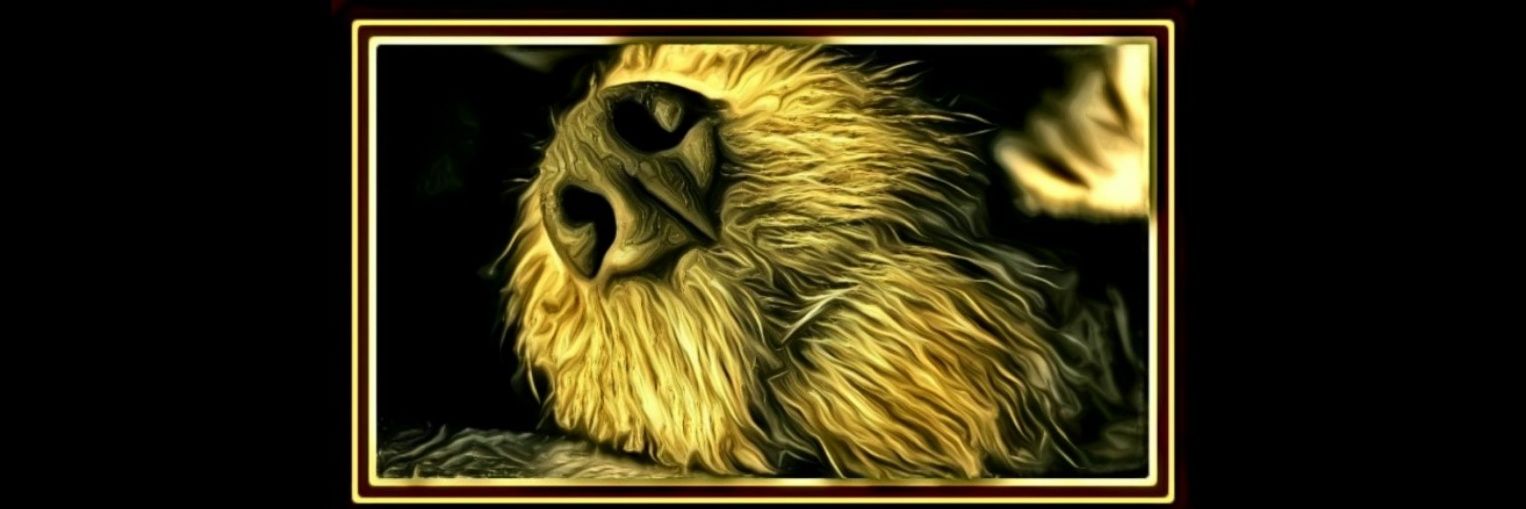 mrdillondog's profile banner image