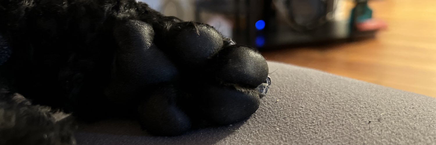 Nikki🦈🐩 banner