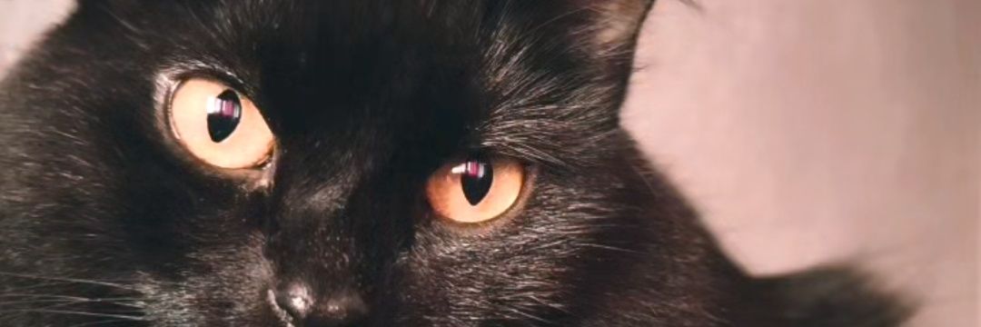 whenwalker's profile banner image
