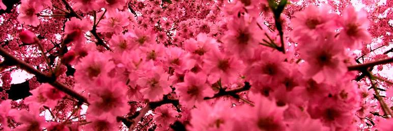 rindane6327's profile banner image