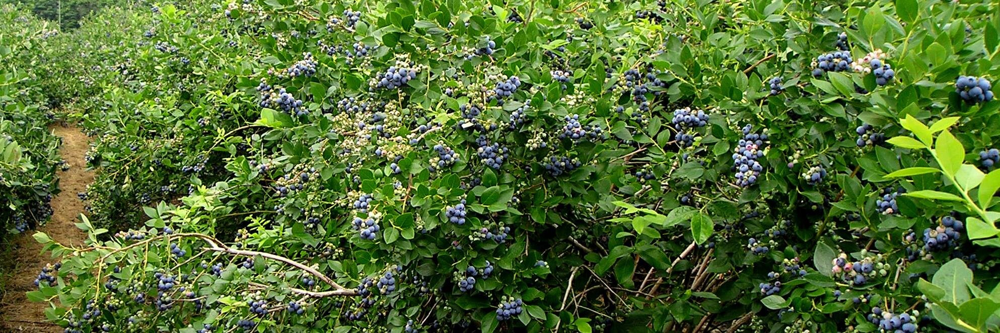 Mark Longstroth banner