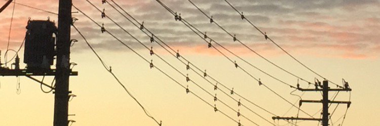 蓮華草's banner