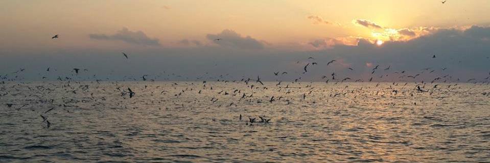 hadassi's profile banner image