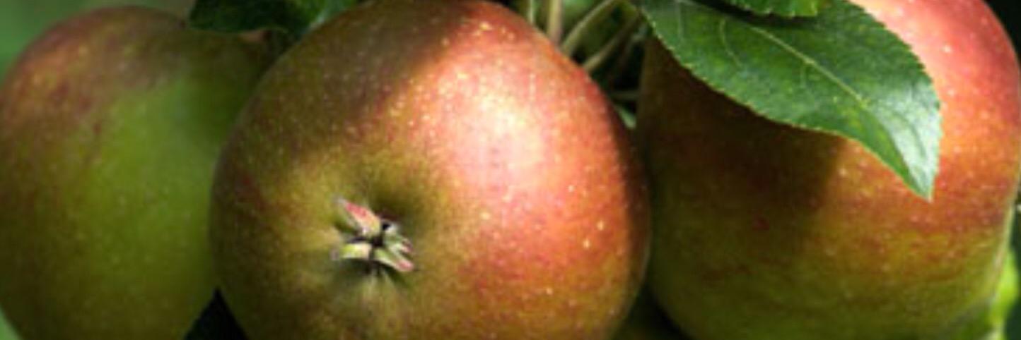 RawBingham's profile banner image