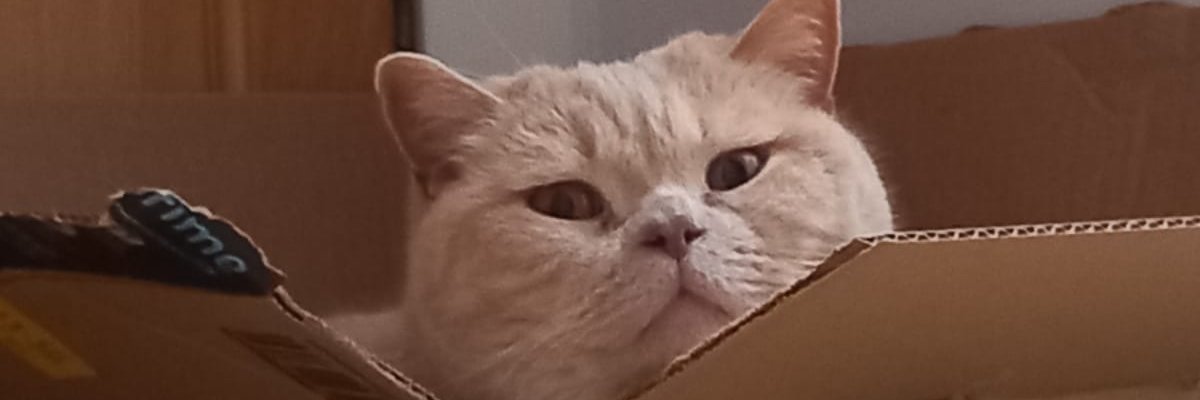 Vicky Stephens banner