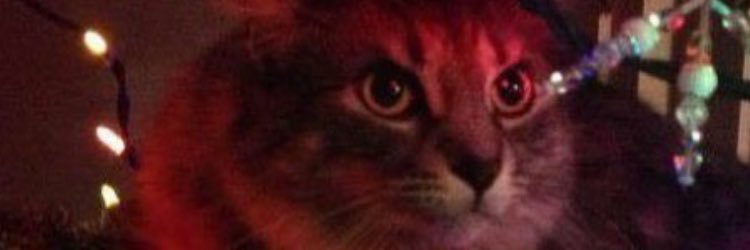 Isabella Ferritto banner