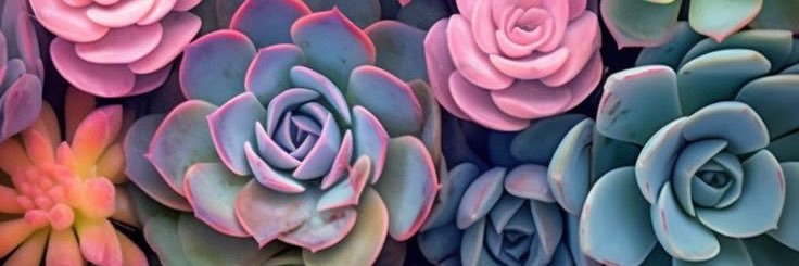 stardusthoop's profile banner image