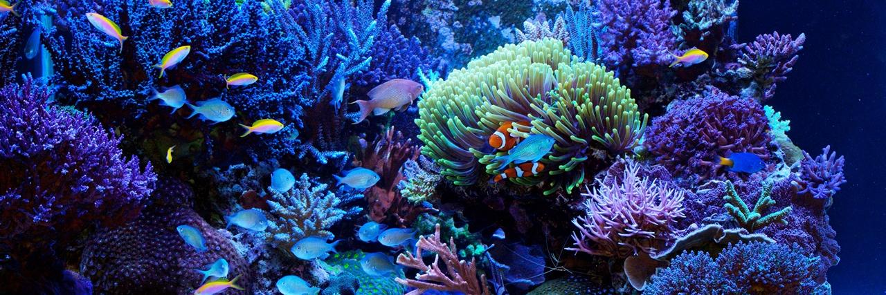 GetFishbit's profile banner image