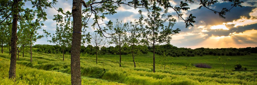 Climate Institute banner