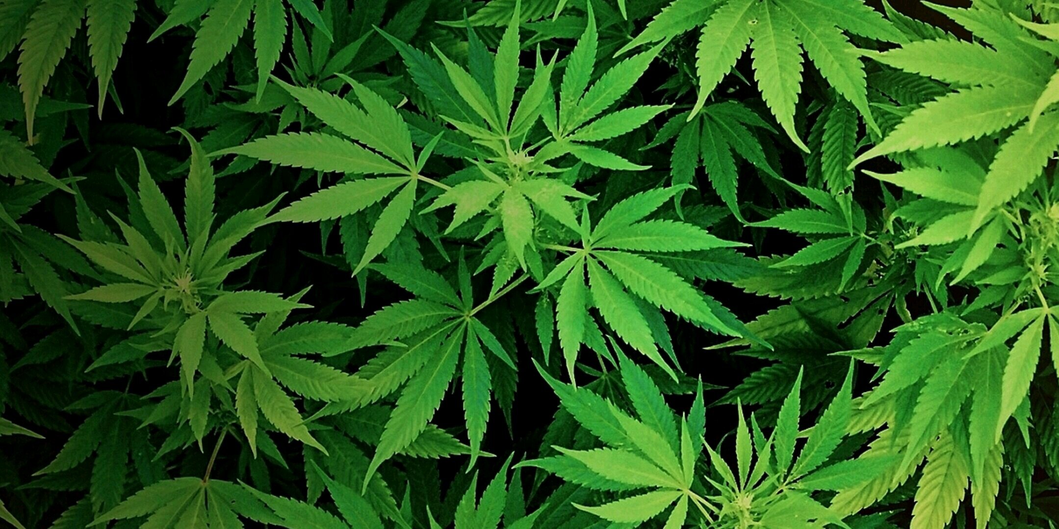 Blaozin's profile banner image