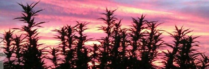 Light_That_Up's profile banner image