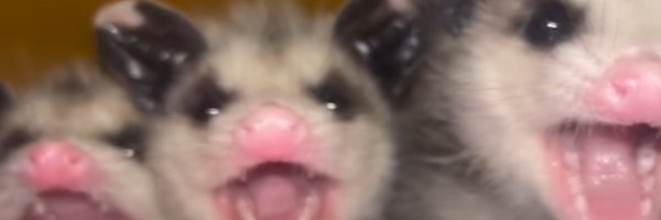 PossumPost Profile Banner