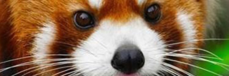 RissyRoo_13's profile banner image