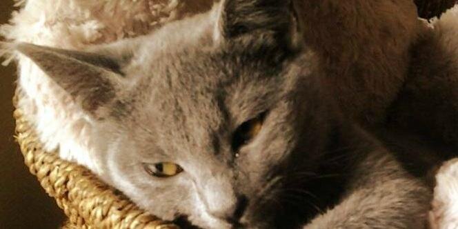 Gravity Rebel ツ banner