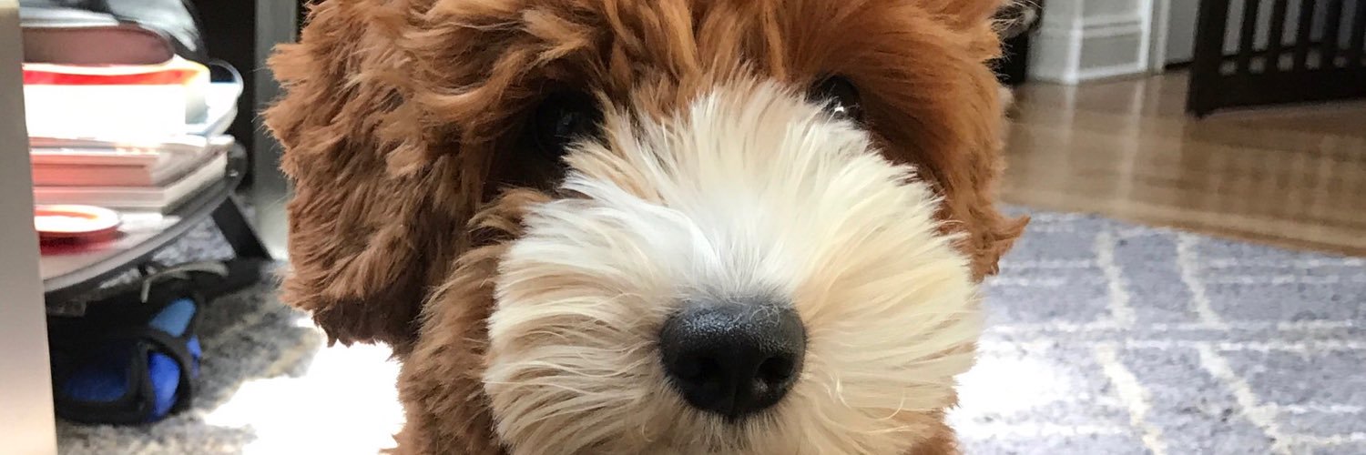 Dave Racaniello banner